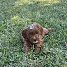 Boy 53 - Red  male Goldendoodle puppy in West Point, Iowa from Circle A Mini Goldendoodles and Mini Bernedoodles