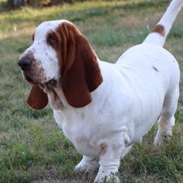 Betty - Basset Hound