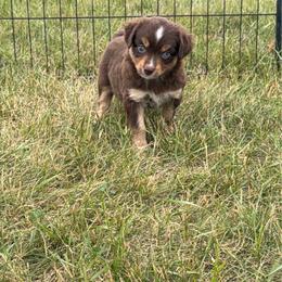 Dandelion - Red tri female Miniature Australian Shepherd puppy in Ellendale, North Dakota from Ark Acres Kennels