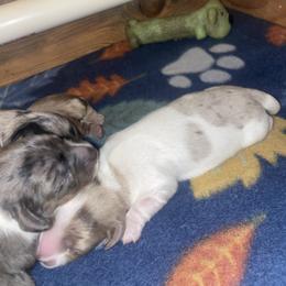 Girl 1 - Piebald female Dachshund puppy in Tennessee Colony, Texas from Hairy Wieners
