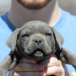 Boy 2 - Black male Cane Corso puppy in Kaufman, Texas from Phantom Corsos