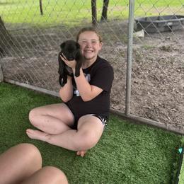 Belgian Malinois Puppies from Blue Shield Malinois