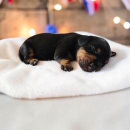 Gus - Black and tan male Dachshund puppy in East Bend, North Carolina from Yadkin Valley Dachshunds