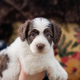 Glory - Chocolate female Australian Labradoodle puppy in Dawson, Georgia from Still Pond Australian Labradoodles