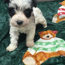 Carlee - Parti female Miniature Schnauzer puppy in Pearland, Texas from K & S Schnauzers