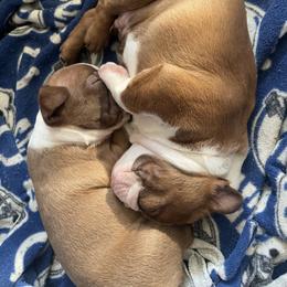 Boston Terrier Puppies from Bayshore Boston Terrier’s