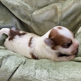 Syndee - Fawn sable female Havanese puppy in Hudson, New York from Havanese of Claverack and Hudson Valley Labradors