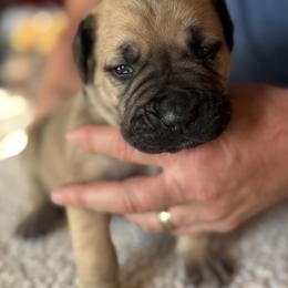 Black collar male - Fawn male Boerboel puppy in Bon Aqua, Tennessee from Erickson Ranch Boerboels