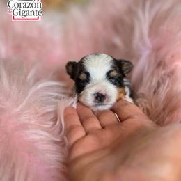 Dylan - Black tan and white female Biewer Terrier puppy in California from Corazon de gigante