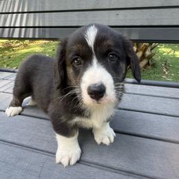 Iris - Brindle and white female Cardigan Welsh Corgi puppy in Wekiwa Springs, Florida from It is Corgiland