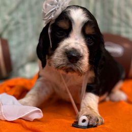 Delia - Black white and tan female English Springer Spaniel puppy in Cookeville, Tennessee from Krossroads Kennel