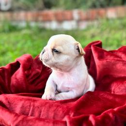 Plum - Cream female French Bulldog puppy in Elmore City, Oklahoma from OK America Kennels