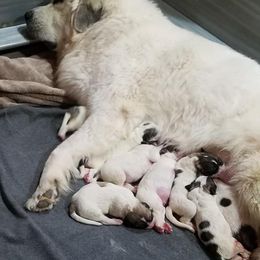 Great Pyrenees Puppies from Empyre Great Pyrenees