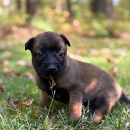 Havoc - Red male Belgian Malinois puppy in Linwood, Michigan from Gillis Malinois LLC