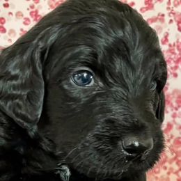 Goldendoodles and Labradoodles from Brit N’ Brood Doodles