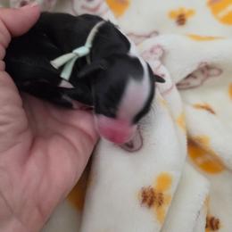 Mojito - Black tri-color female Aussiedoodle puppy in Lithia, Florida from Waterford Doodle Farm