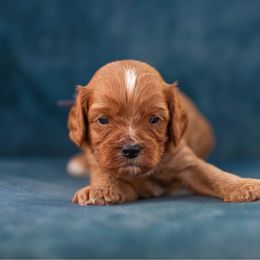 Corduroy - Red male Cavapoo puppy in Daphne, Alabama from Harper Doodles
