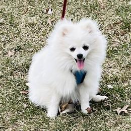 Cole - White male Pomeranian puppy in St. Louis, Missouri from Saint Louis Pomeranian babies