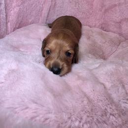 Mookie 2,200 - Red male Dachshund puppy in Bristol, Tennessee from It's Mini Wieners Baby