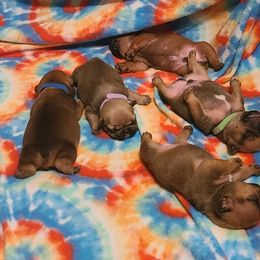 French Bulldog Puppies from Spindle City Frenchies