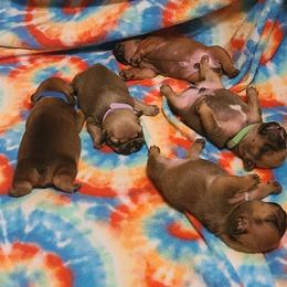 French Bulldog Puppies from Spindle City Frenchies