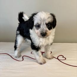 Olaf - Black tri-color male Aussiedoodle puppy in Adams, Nebraska from Boxcar Doodles and Poodles