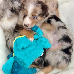 Lux - Red merle female Australian Shepherd puppy in Tucson, Arizona from TTTNT Aussies