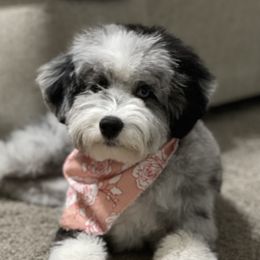 Mitzi - Aussiedoodle