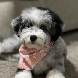 Mitzi - Aussiedoodle