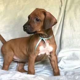 Rhodesian Ridgeback Puppies from Bold Move Rhodesian Ridgebacks