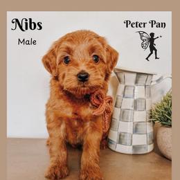 Bibs - Red  male Goldendoodle puppy in Hilton, New York from The House of Goldendoodle