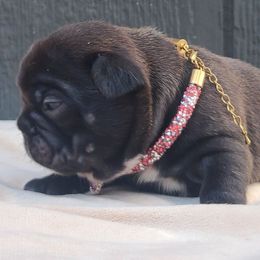 Red Collar - Brindle and white female French Bulldog puppy in Puyallup, Washington from Ohana Bulldogs PNW