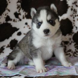 Purple - Black and white female Siberian Husky puppy in York, Pennsylvania from Spalla Pups
