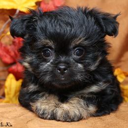 Lainey - Black female Mi-Ki puppy in Elizabeth, Colorado from Royal T Mi-Kis
