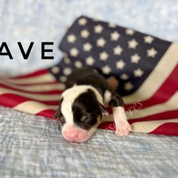 Pembroke Welsh Corgi Puppies from At Ease Acres