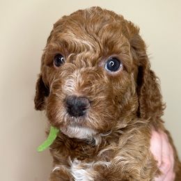 Toby - Phantom Bernedoodle puppy in Arab, Alabama from ConkleDoodlePoos