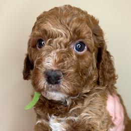 Toby - Phantom Bernedoodle puppy in Arab, Alabama from ConkleDoodlePoos
