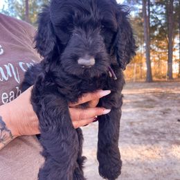 Purple collar - Goldendoodle puppy in Eustace, Texas from Oh Doodles