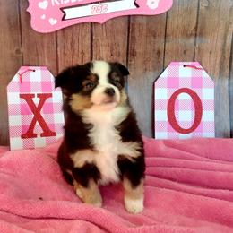 Girl 2 - Australian Shepherd puppy in Oregon from SonSational Farm Toy/ Mini Australian Shepard's