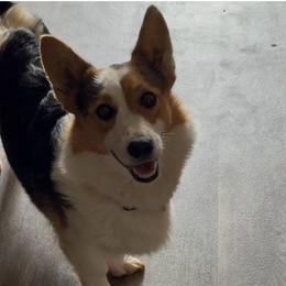 Minnie - Pembroke Welsh Corgi