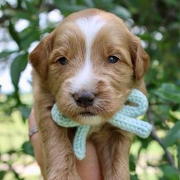 Cruz - Red  male Goldendoodle puppy in Comanche, Texas from Central Texas Doodles, LLC.