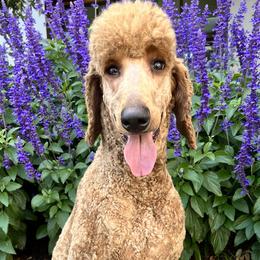 Bernedoodles, Goldendoodles, and Golden Retrievers from Were The Mack'Doodles