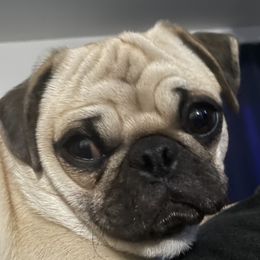 Django - Pug