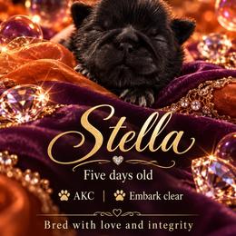 Stella - Black female Shih Tzu puppy in Dallas, Texas from Almost Heaven Shih Tzu