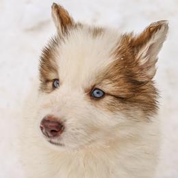 Chihowa Mahli Ilanchi - female Native American Indian Dog puppy in Brimfield, Massachusetts from Seven Sisters Canids