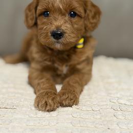 Girl 3 - Cream female Goldendoodle puppy in Sacramento, California from Golden Heart Doodles