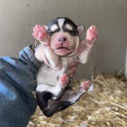 Girl 1 - Sable and white female Siberian Husky puppy in Iron River, Wisconsin from Wiemeri Siberians