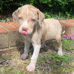 Female 6 - Red merle female Catahoula Leopard Dog puppy in Gadsden, Alabama from Rich Cat’s