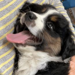 Miniature American Shepherds from Donati Ranch Mini American Shepherds