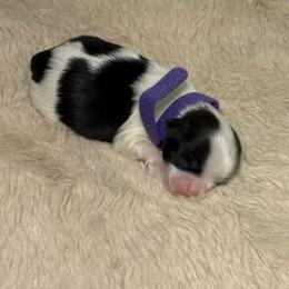 Shih Tzu Puppies from Spoiled ShihTzu LLC